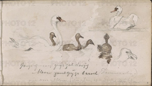 Young and older swans, 1864. Creator: Johannes Tavenraat.
