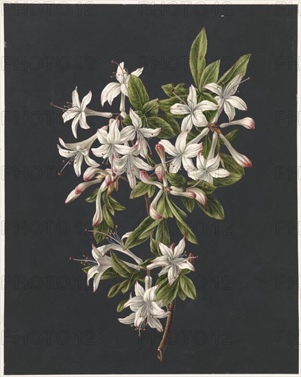 Branch of Azaleas in Bloom, 1831. Creator: M. de Gijselaar.
