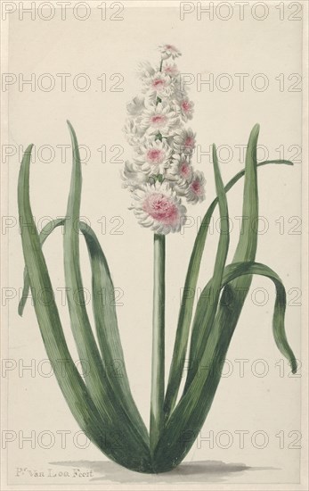 Flowering hyacinth, 1745-1784. Creator: Pieter van Loo.