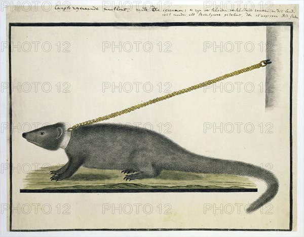 Galerella pulverulenta or Herpestes pulverulentus (Cape gray mongoose), 1777. Creator: Robert Jacob Gordon.