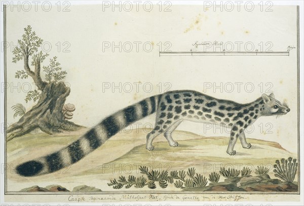 Genetta tigrina (Cape genet), 1777-1786. Creator: Robert Jacob Gordon.