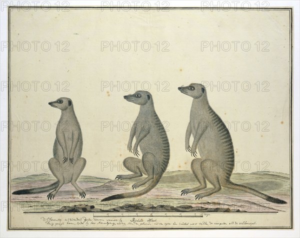 Suricata suricatta (Meerkats), 1773-1780. Creator: Robert Jacob Gordon.