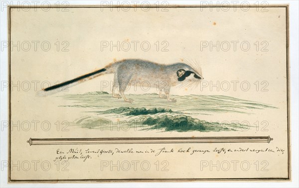Graphiurus ocularis (Spectacled dormouse), 1777-1786. Creator: Robert Jacob Gordon.