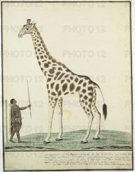 Giraffa camelopardalis (Giraffe), 1779. Creator: Robert Jacob Gordon.