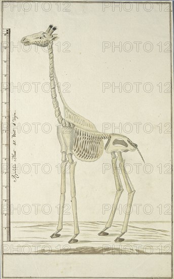 Giraffa camelopardalis (Giraffe), skeleton, 1779. Creator: Robert Jacob Gordon.