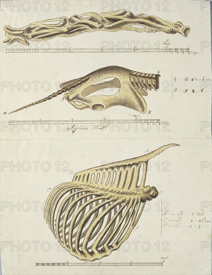 Giraffa camelopardalis (Giraffe),skeleton, 1779. Creator: Robert Jacob Gordon.