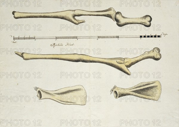 Giraffa camelopardalis (Giraffe), skeleton, 1779. Creator: Robert Jacob Gordon.