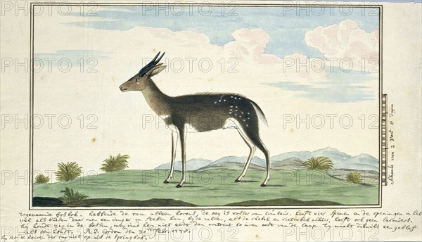 Tragelaphus scriptus (Bushbuck), 1778. Creator: Robert Jacob Gordon.