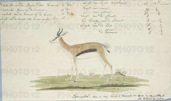 Antidorcas marsupialis (Springbok), 1774-1786. Creator: Robert Jacob Gordon.