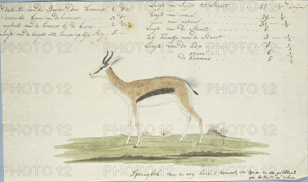 Antidorcas marsupialis (Springbok), 1774-1786. Creator: Robert Jacob Gordon.