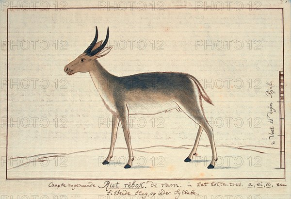 Redunca arundinum (Southern reedbuck; male), 1777-1786. Creator: Robert Jacob Gordon.