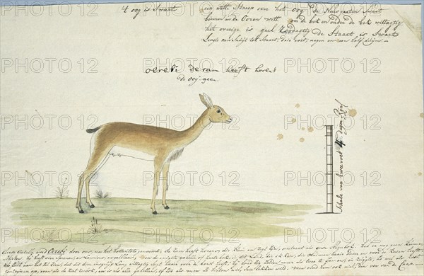 Ourebia ourebi (Oribi), 1777-1786. Creator: Robert Jacob Gordon.