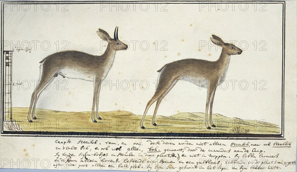 Raphicerus campestris (Steenbok), 1777-1786. Creator: Robert Jacob Gordon.