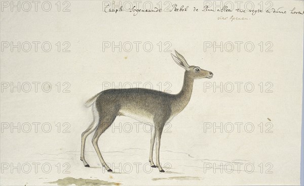 Pelea capreolus (Grey rhebok), 1777-1786. Creator: Robert Jacob Gordon.