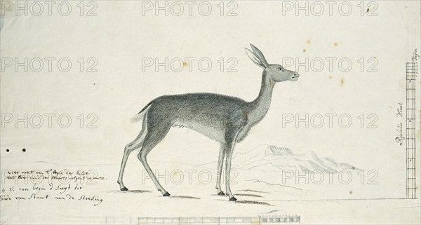 Pelea capreolus (Grey rhebok), 1777-1786. Creator: Robert Jacob Gordon.