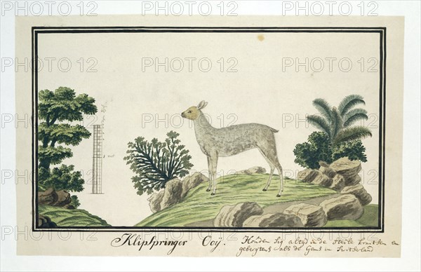 Oreotragus oreotragus (Klipspringer), 1777-1786. Creator: Robert Jacob Gordon.