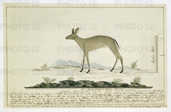 Sylvicapra grimmia (Common Duiker), 1777-1786. Creator: Robert Jacob Gordon.