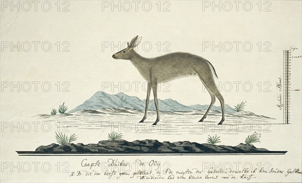 Sylvicapra grimmia (Common Duiker), 1777-1786. Creator: Robert Jacob Gordon.