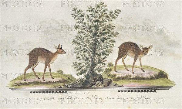 Raphicerus melanotis (Cape grysbok), 1777-1786. Creator: Robert Jacob Gordon.