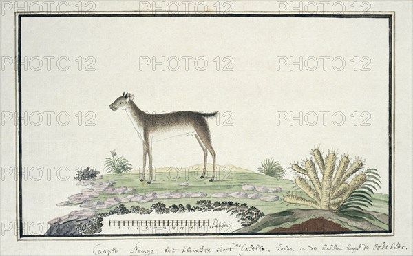 Philantomba monticola (Blue duiker), 1777-1786. Creator: Robert Jacob Gordon.