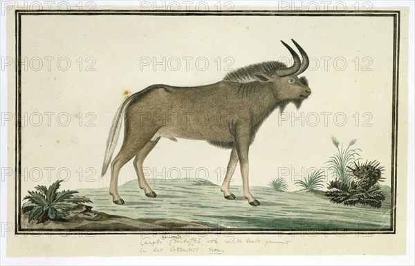 Connochaetes gnou (Black wildebeest), 1777-1786. Creator: Robert Jacob Gordon.