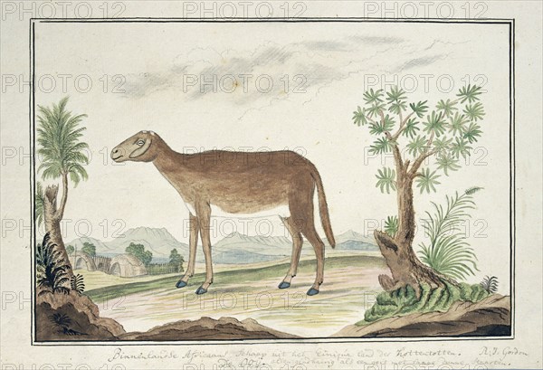 Cape ewe, 1777-1786. Creator: Robert Jacob Gordon.