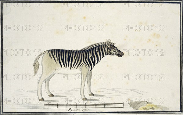 Equus quagga burchelli (Burchell’s Zebra), 1790. Creator: Robert Jacob Gordon.