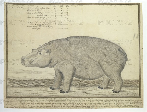 Hippopotamus amphibius capensis (Hippopotamus; female), 1778. Creator: Robert Jacob Gordon.