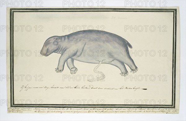 Hippopotamus amphibius foetus (Hippopotamus), 1777. Creator: Robert Jacob Gordon.
