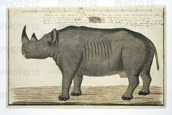 Diceros bicornis bicornis (Black rhinoceros; male), in or after 1778. Creator: Robert Jacob Gordon.