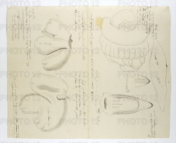 Diceros bicornis bicornis (Rhinoceros), organs, in or after 1778. Creator: Robert Jacob Gordon.