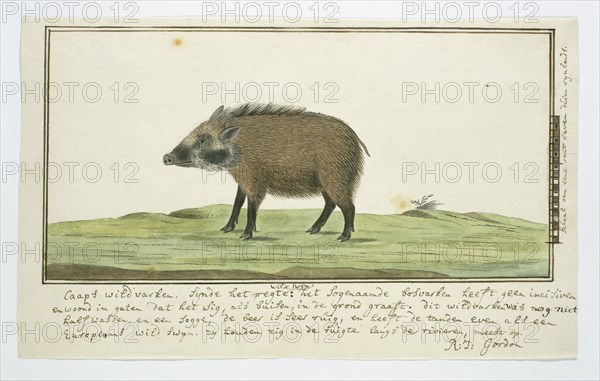 Phacochoerus aethiopicus aethiopicus (Cape warthog; female), c.1778-1779. Creator: Robert Jacob Gordon.