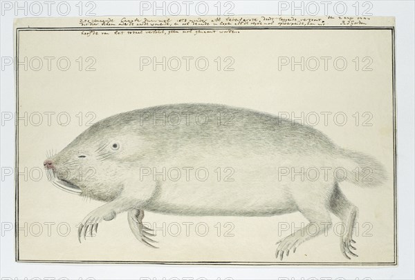 Bathyergus suillus (Cape dune mole-rat), 1777. Creator: Robert Jacob Gordon.