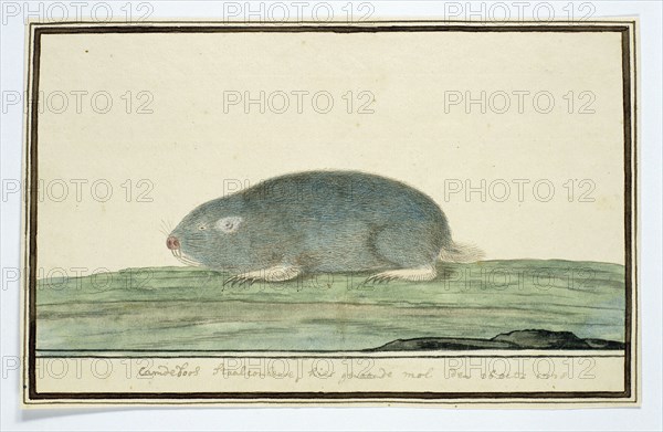 Cryptomys hottentotus (Common mole-rat), 1778. Creator: Robert Jacob Gordon.