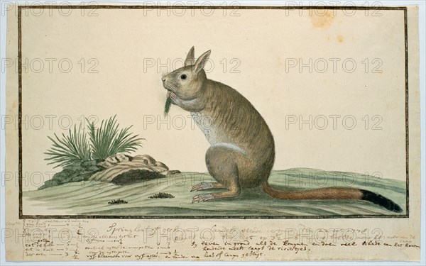 Pedetes cafer (South African springhare), 1778. Creator: Robert Jacob Gordon.