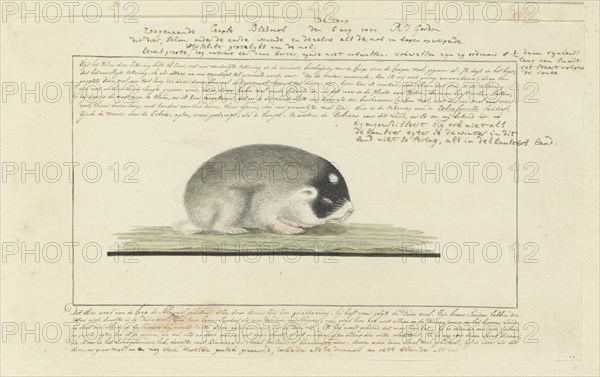 Georychus capensis (Cape mole-rat), 1777. Creator: Robert Jacob Gordon.