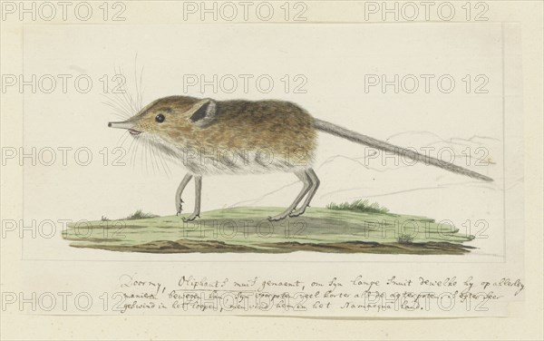 Macroscelides proboscideus (Round-eared elephant shrew), 1779-1780. Creator: Robert Jacob Gordon.