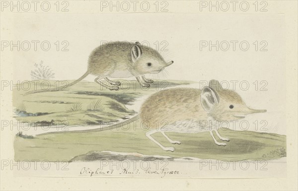 Macroscelides proboscideus (Round-eared elephant shrew), 1779-1780. Creator: Robert Jacob Gordon.