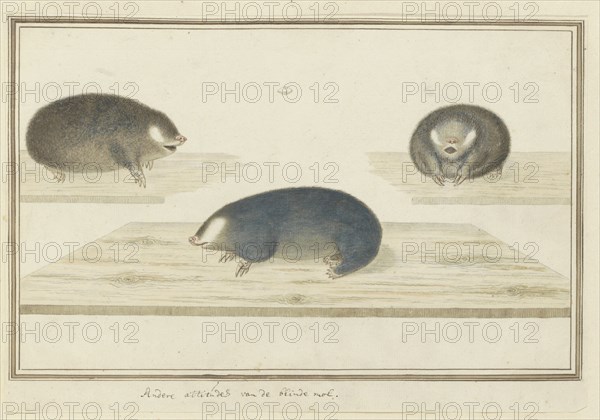 Chrysochloris asiatica (Cape golden mole), c.1777. Creator: Robert Jacob Gordon.