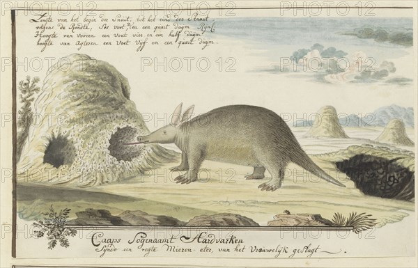 Orycteropus afer (Aardvark), 1777-1786. Creator: Robert Jacob Gordon.