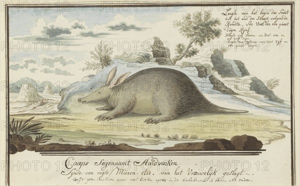 Orycteropus afer (Aardvark), 1777-1786. Creator: Robert Jacob Gordon.