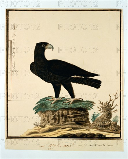 Aquila verreauxii (Verreaux's eagle), 1777-1786. Creator: Robert Jacob Gordon.