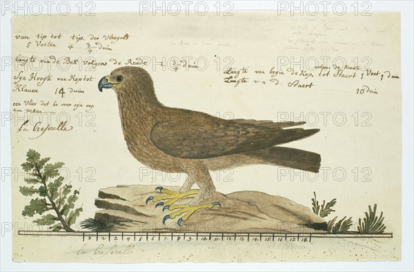 Hieraaetus pennatus (Booted eagle), 1777-1786. Creator: Robert Jacob Gordon.