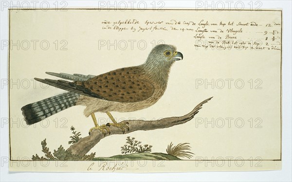 Falco tinnunculus (Common kestrel), 1778. Creator: Robert Jacob Gordon.