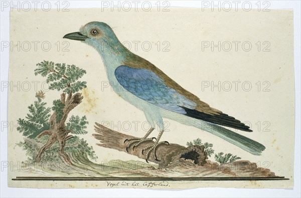 Coracius garrulus (European roller), 1777-1786. Creator: Robert Jacob Gordon.