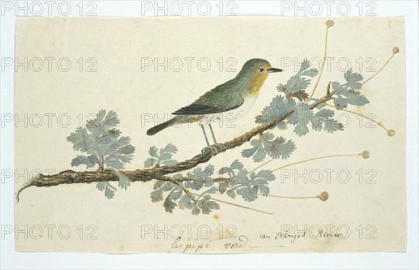 Zosterops pallidus (Orange River white-eye), 1777-1786. Creator: Robert Jacob Gordon.