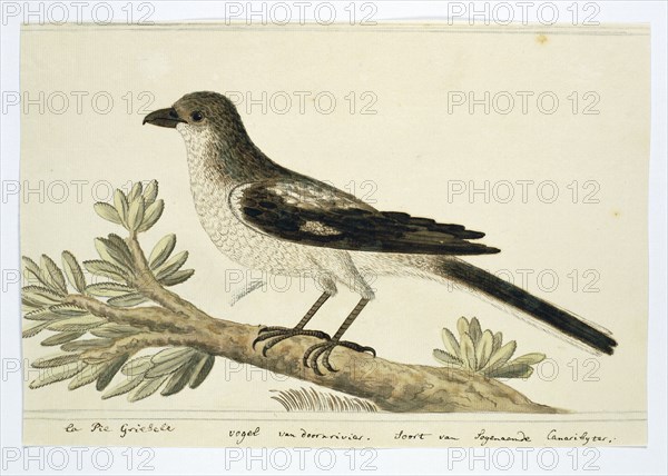 Southern fiscal (Lanius Collaris), 1777-1786. Creator: Robert Jacob Gordon.