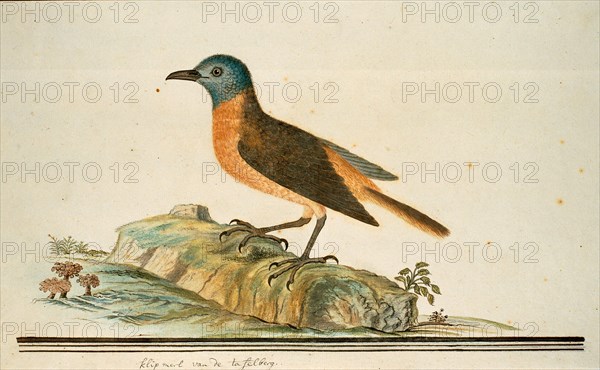 Monticola rupestris (Cape rock thrush), 1777-1786. Creator: Robert Jacob Gordon.