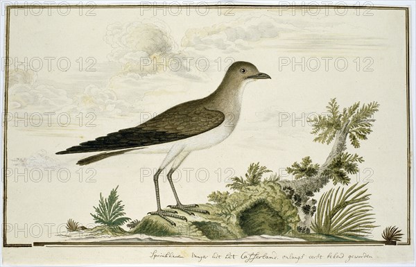 Glareola nordmanni (Black-winged pratincole), 1777-1786. Creator: Robert Jacob Gordon.