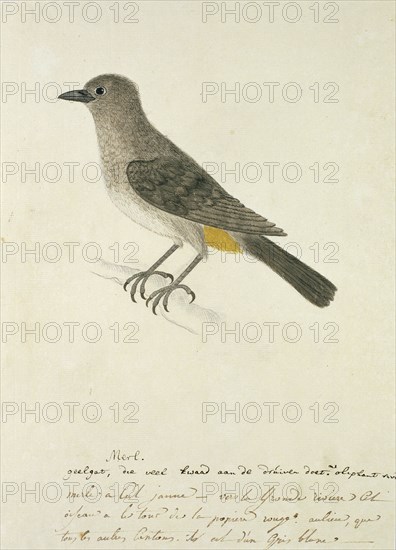 Pycnonotus capensis (Cape bulbul), 1777-1786. Creator: Robert Jacob Gordon.